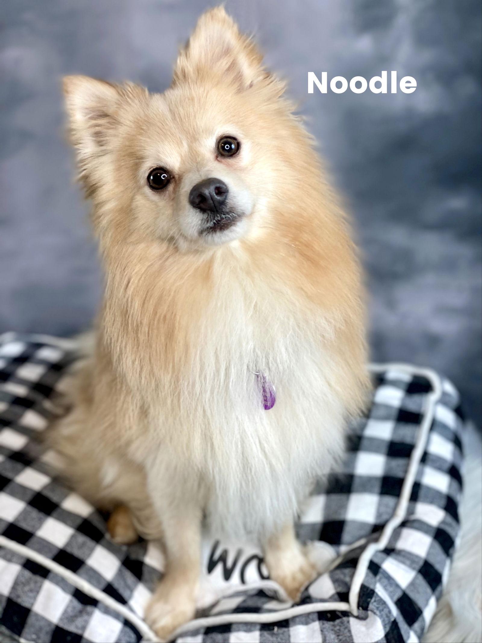 Enlarge Noodles, a Adoptable Pomeranian in Garland, TX image 3/3