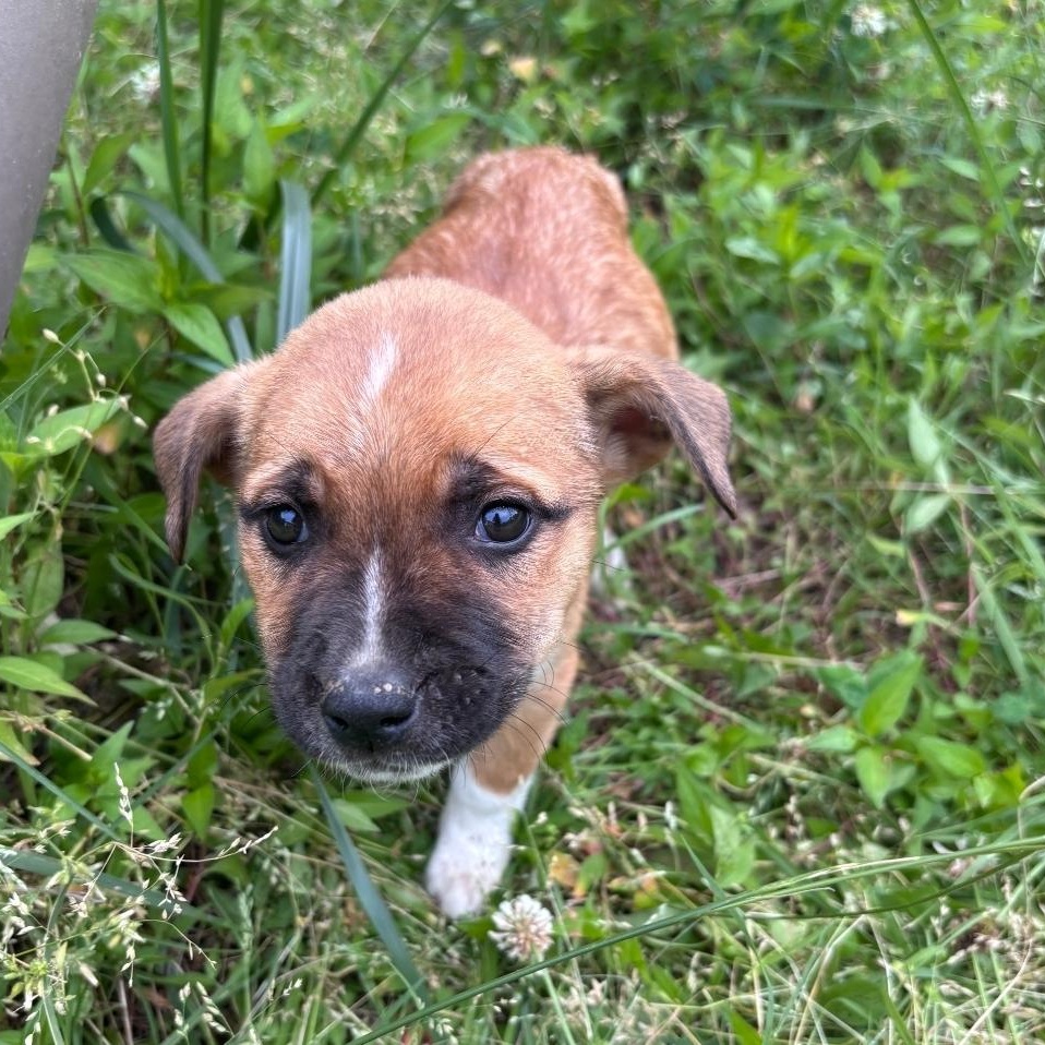 Enlarge Jenny, a ADOPTABLE mixed breed in Colonial Heights, VA image 2/2