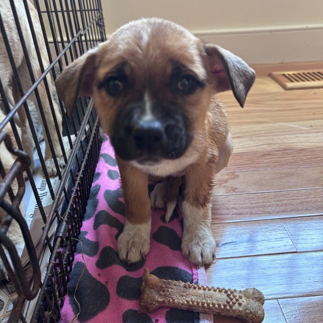 Jenny, ADOPTABLE, Puppy Female Boxer & Husky.