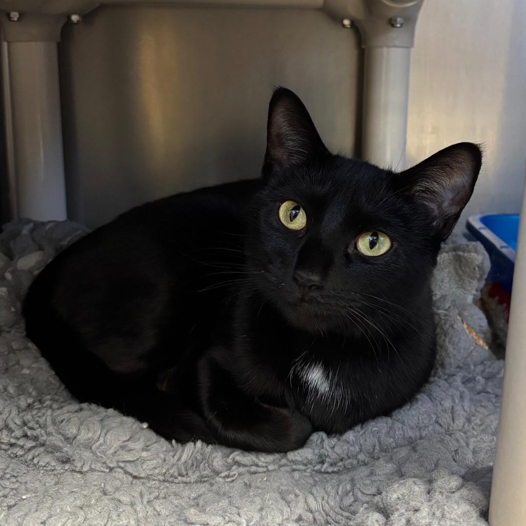 Enlarge Arctic, a Adoptable Domestic Short Hair in Chippewa Falls, WI image 1/1