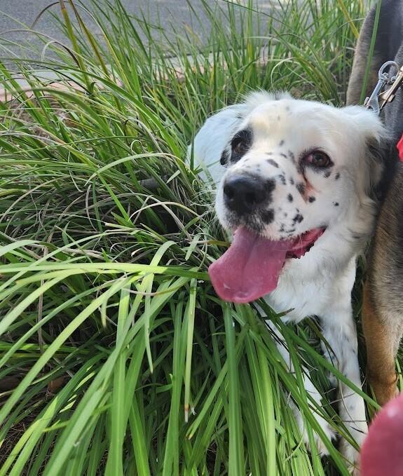 Spring, Adoptable, Adult Female English Springer Spaniel & Australian Shepherd.