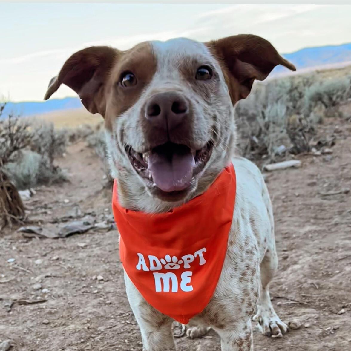 Gump, Adoptable, Adult Male Australian Cattle Dog / Blue Heeler & Beagle.