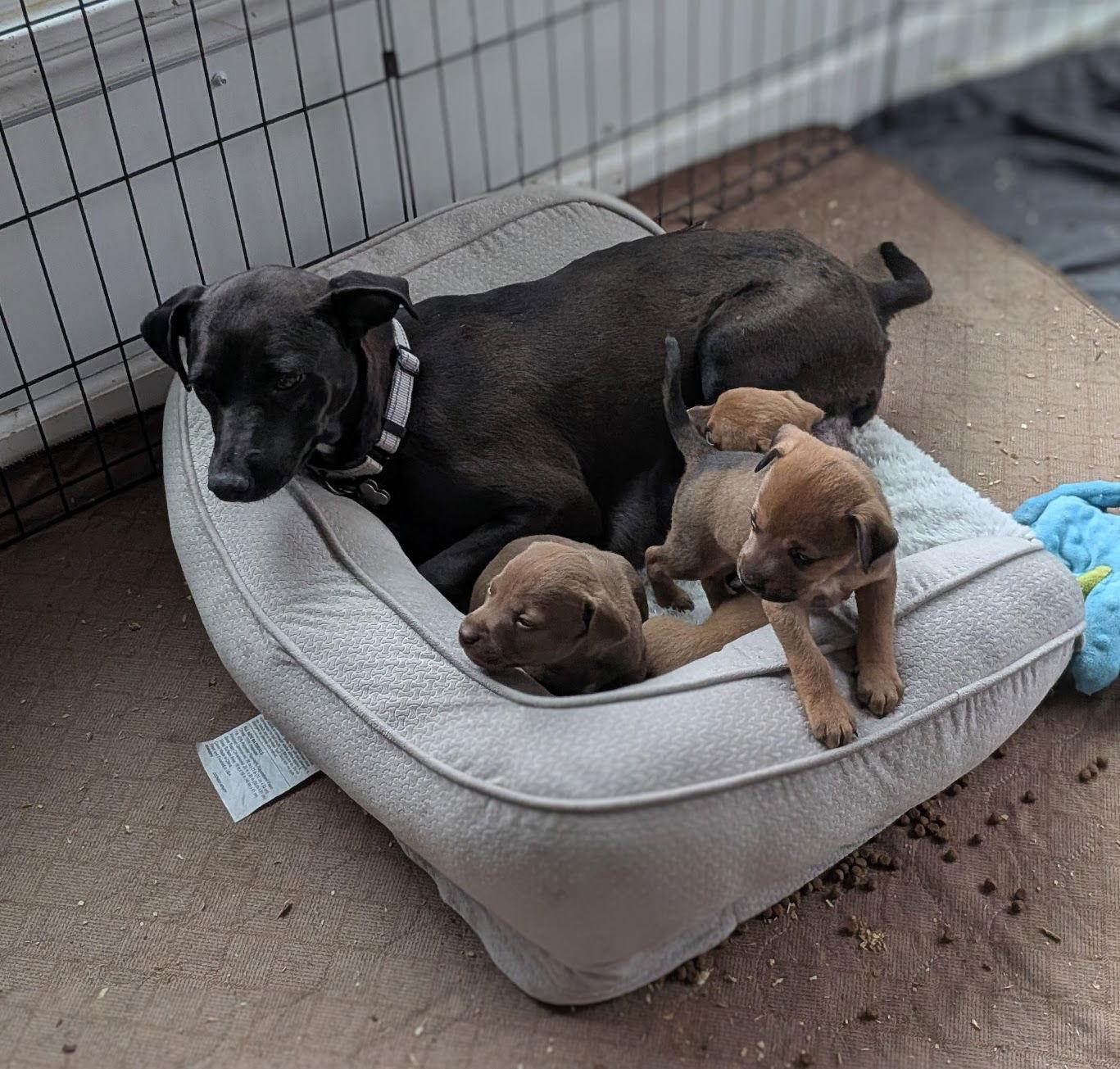 Maureen, Adoptable, Adult Female Mixed Breed.