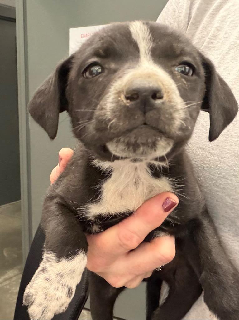 Regina pup 1, Adoptable, Puppy Female Mixed Breed.