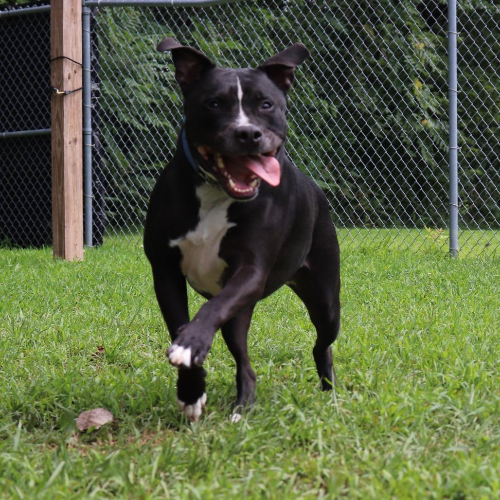 Boone, Adoptable, Adult Male Pit Bull Terrier & Mixed Breed.