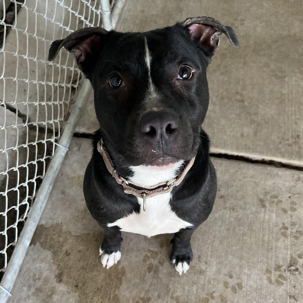Boone, a Adoptable mixed breed in Springfield, IL image 2/6