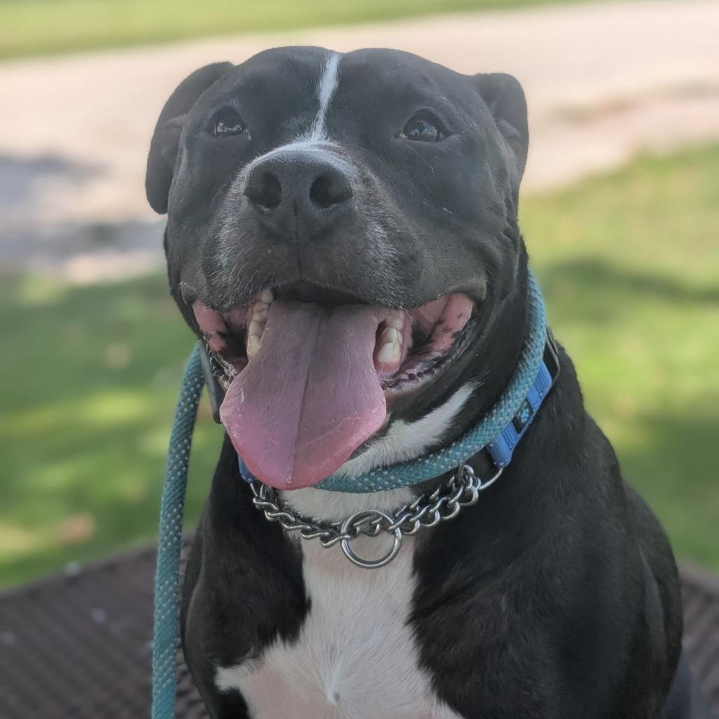 Boone, a Adoptable mixed breed in Springfield, IL image 3/6