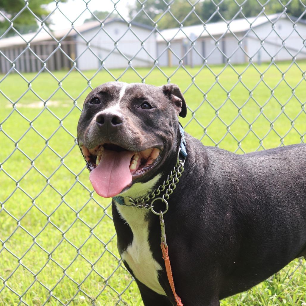 Boone, a Adoptable mixed breed in Springfield, IL image 4/6