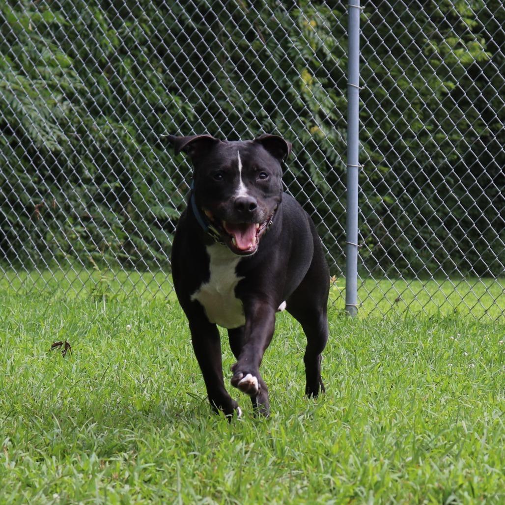 Boone, a Adoptable mixed breed in Springfield, IL image 5/6