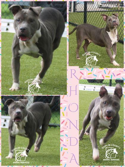 RHONDA, Adoptable, Adult Female Staffordshire Bull Terrier & Mixed Breed.