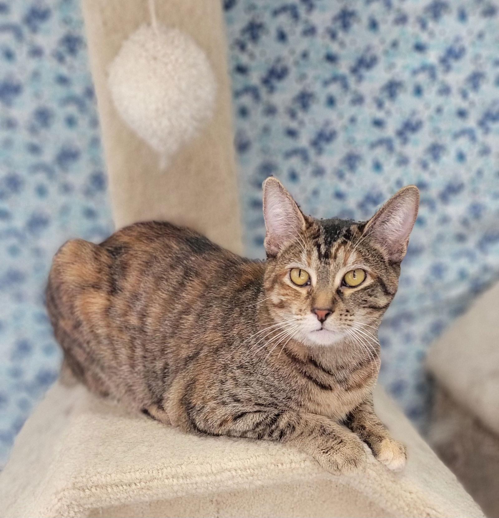 Feta, Adoptable, Young Female Domestic Short Hair.