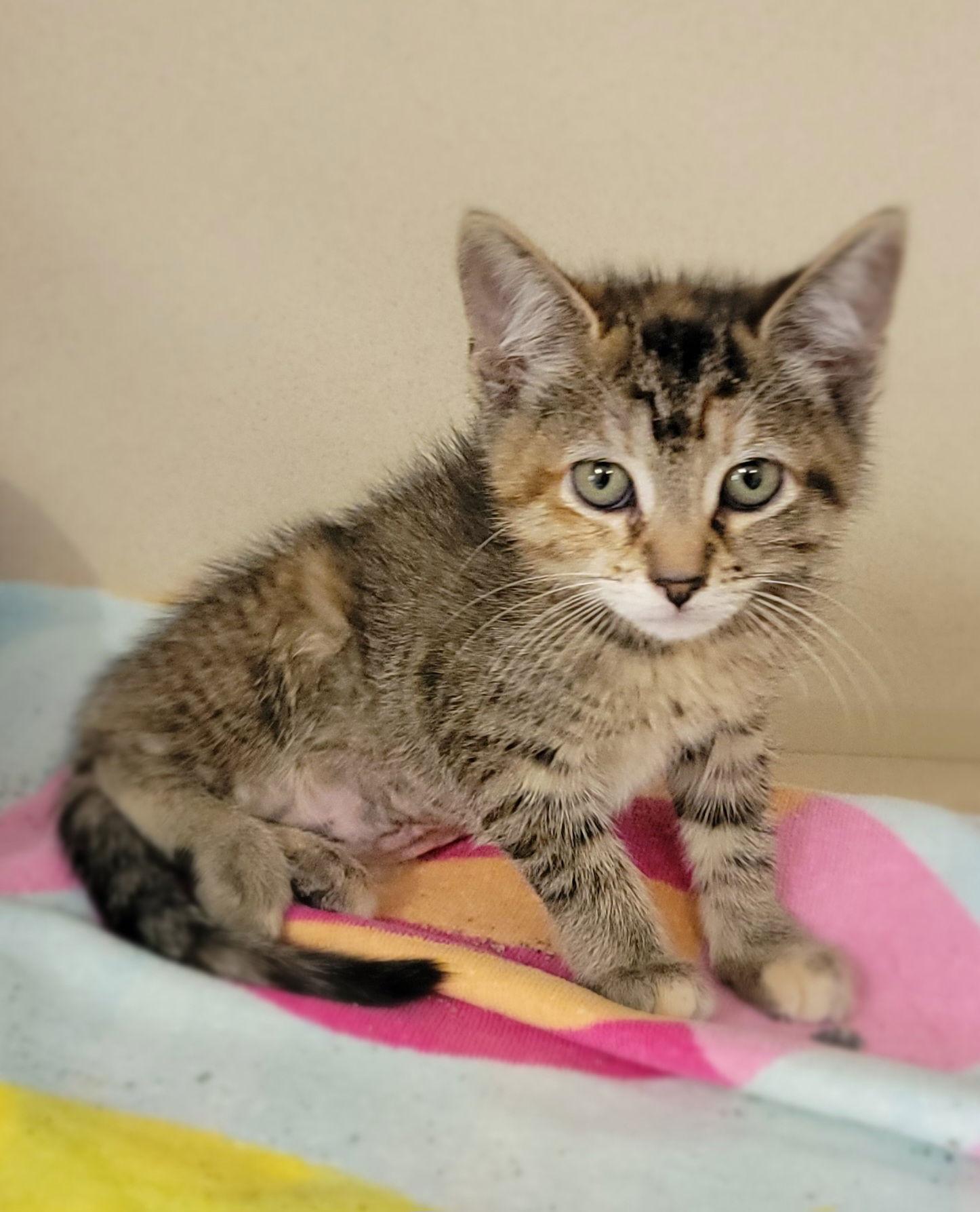 Enlarge Feta, a Adoptable Domestic Short Hair in Hollywood, MD image 2/2