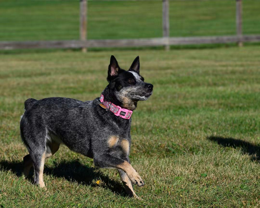 Enlarge IVY, a Adoptable Cattle Dog in Montclair, NJ image 5/5