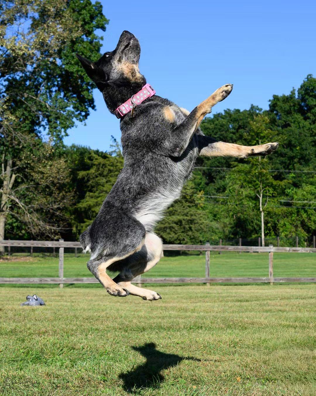 Enlarge IVY, a Adoptable Cattle Dog in Montclair, NJ image 4/5