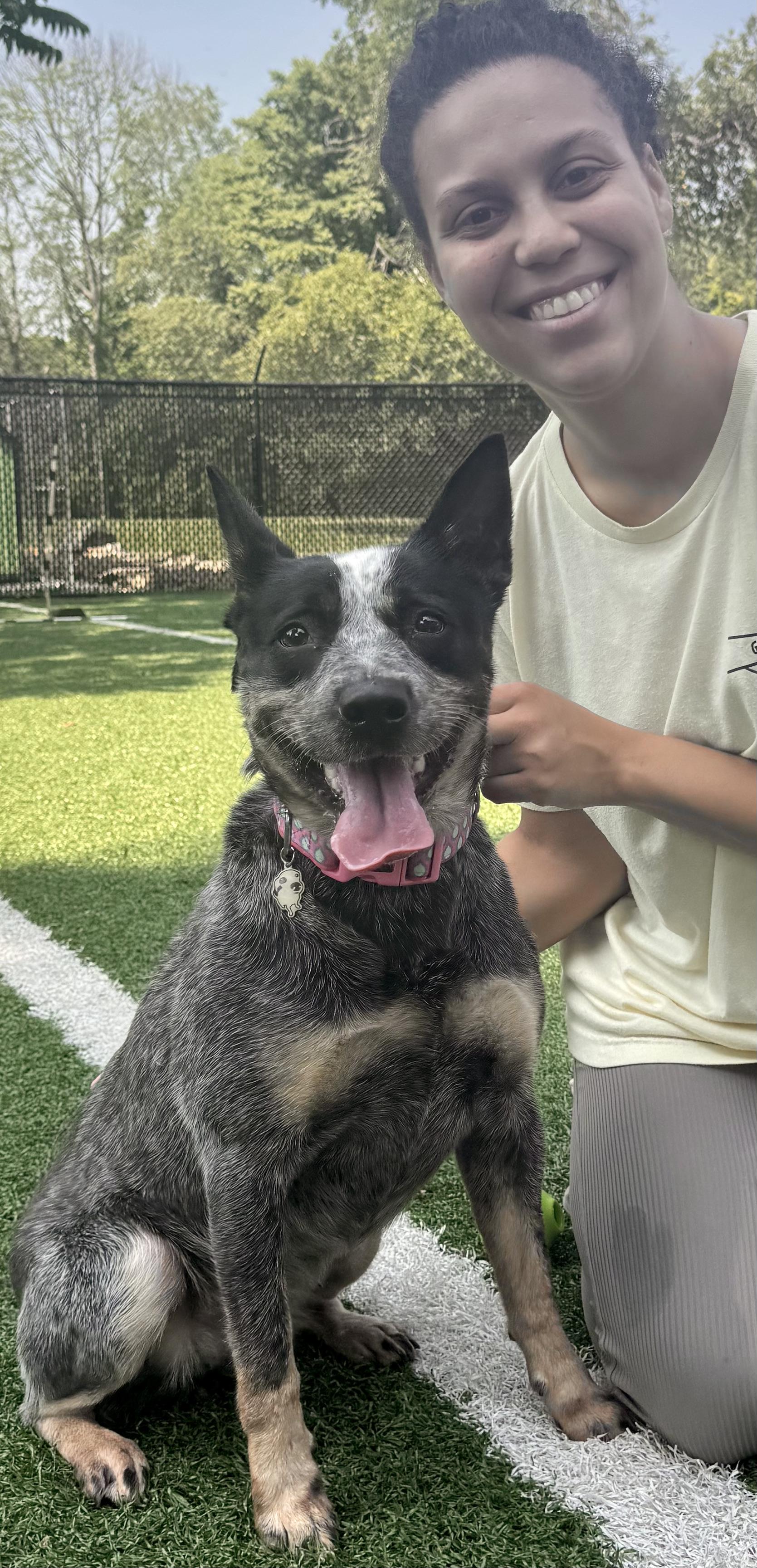 IVY, ADOPTABLE, Young Female Cattle Dog.