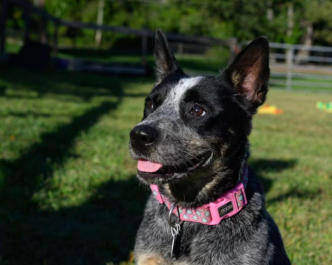 Enlarge IVY, a Adoptable Cattle Dog in Montclair, NJ image 3/5