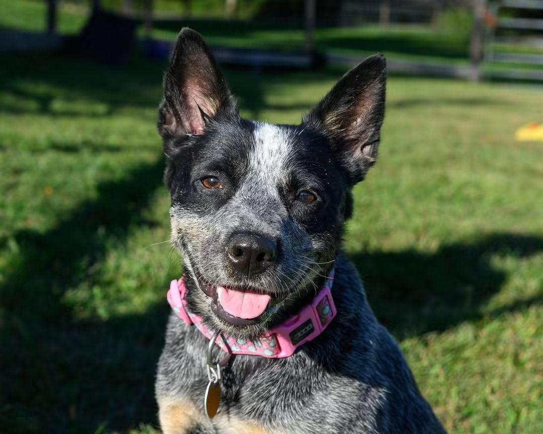 Enlarge IVY, a Adoptable Cattle Dog in Montclair, NJ image 2/5