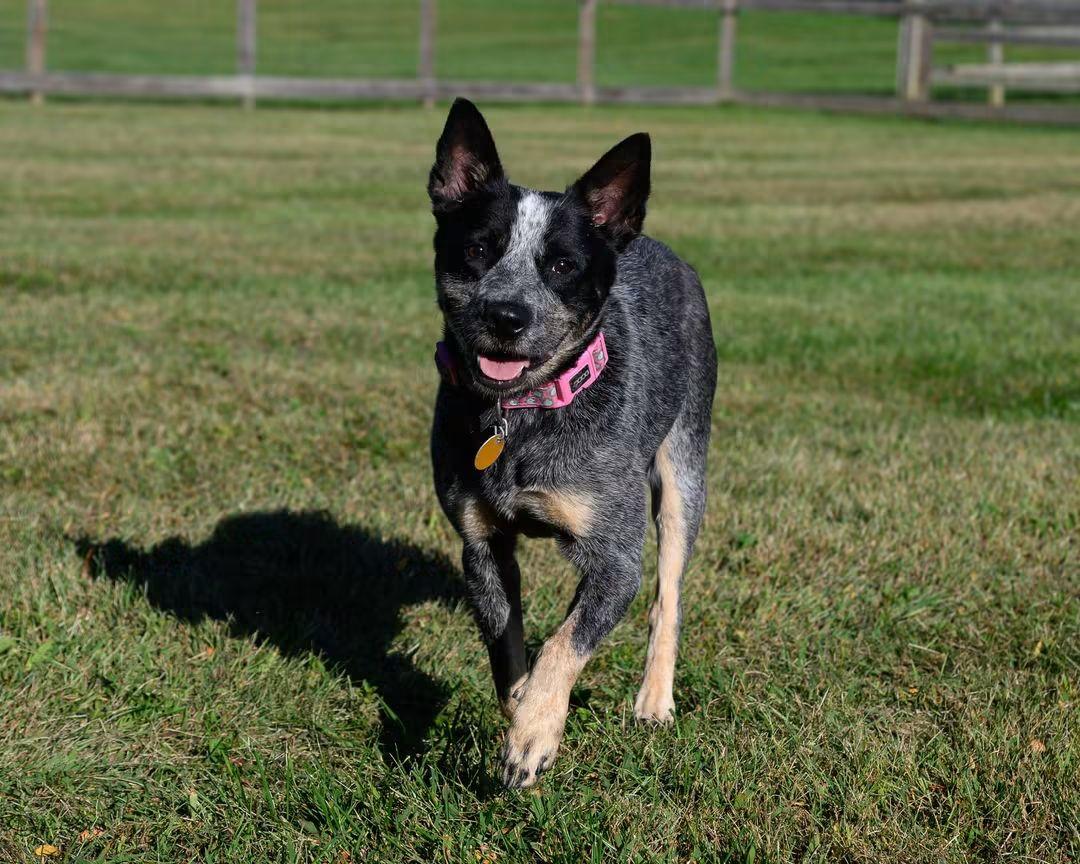 IVY, Adoptable, Young Female Cattle Dog.