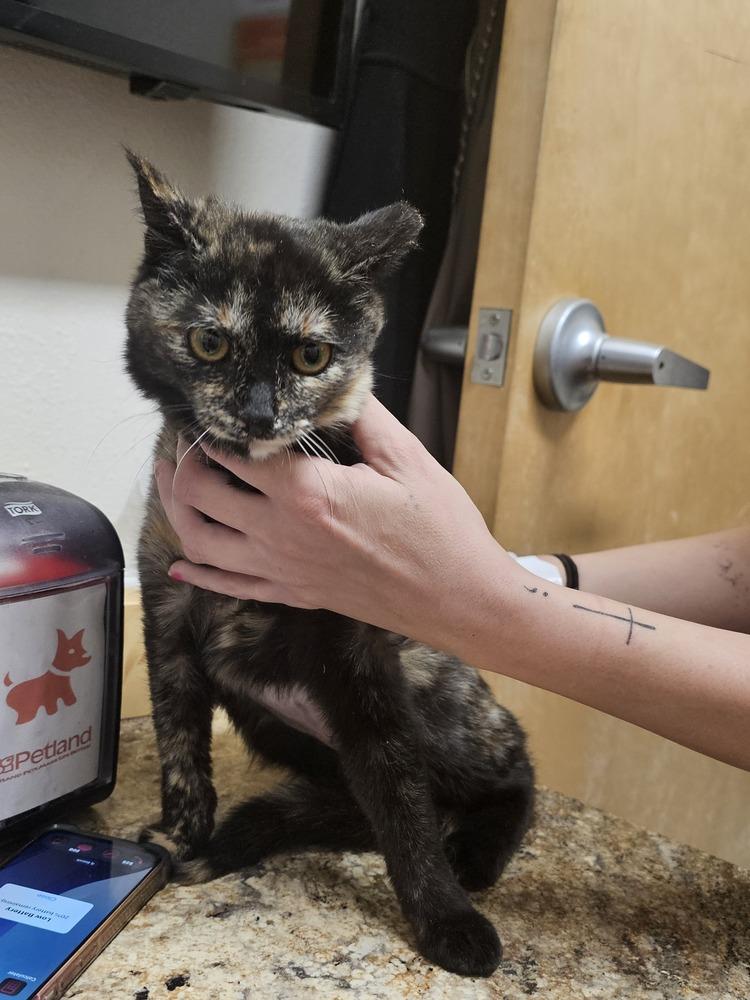 Touka, Adoptable, Kitten Female Domestic Short Hair.