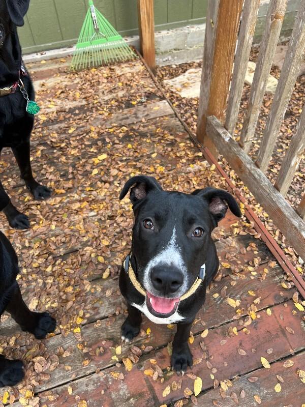 Enlarge Sully, a Adoptable Labrador Retriever in Austin, TX image 1/2