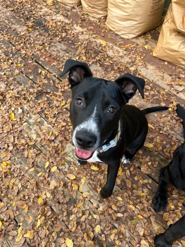 Enlarge Sully, a Adoptable Labrador Retriever in Austin, TX image 2/2