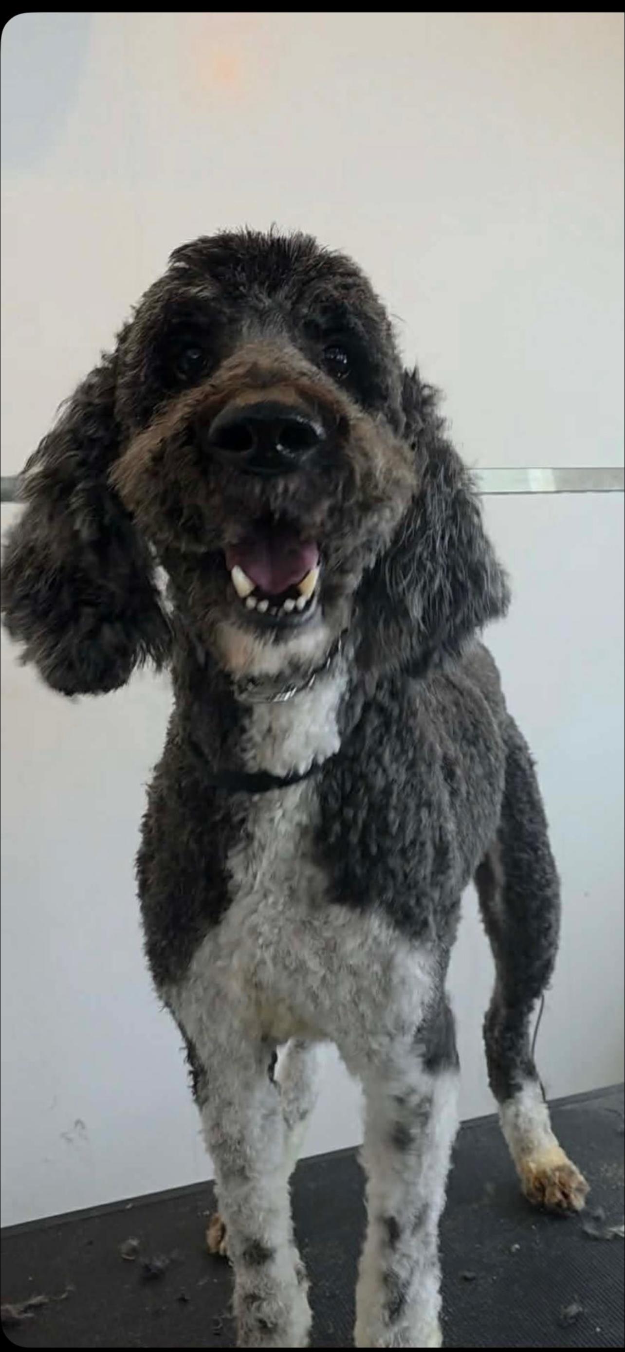Sarge , a ADOPTABLE Standard Poodle in Howes Cave, NY image 2/2