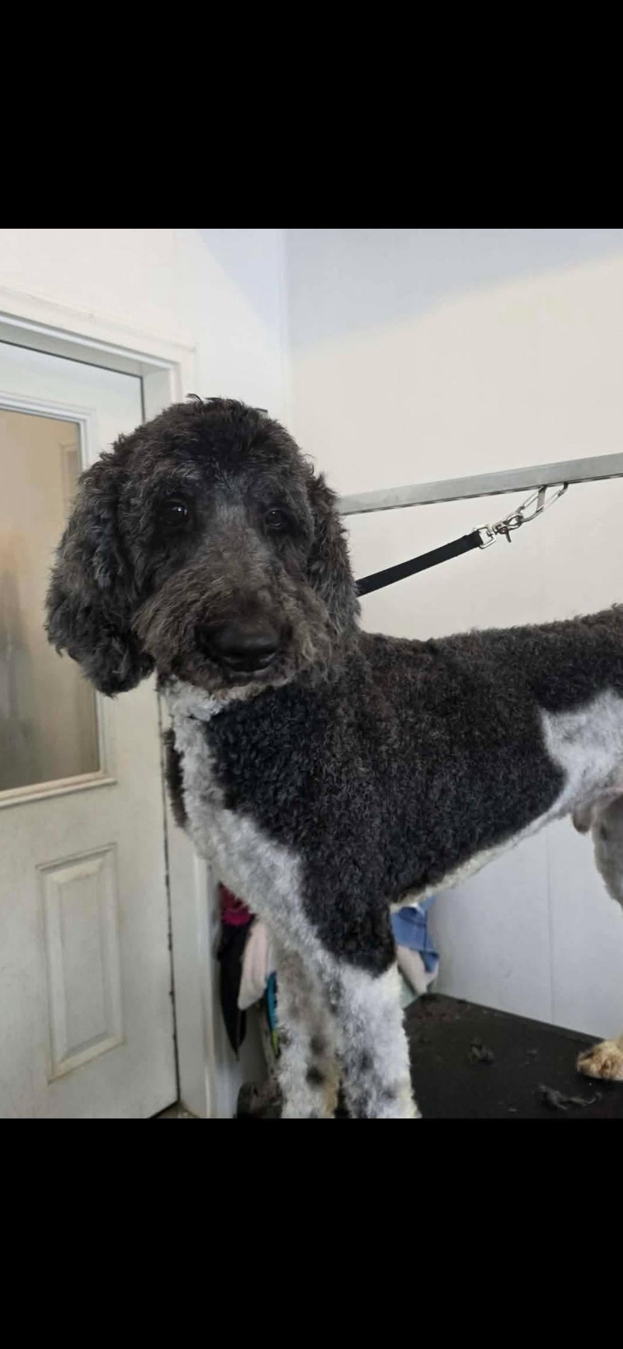 Sarge , a ADOPTABLE Standard Poodle in Howes Cave, NY image 1/2