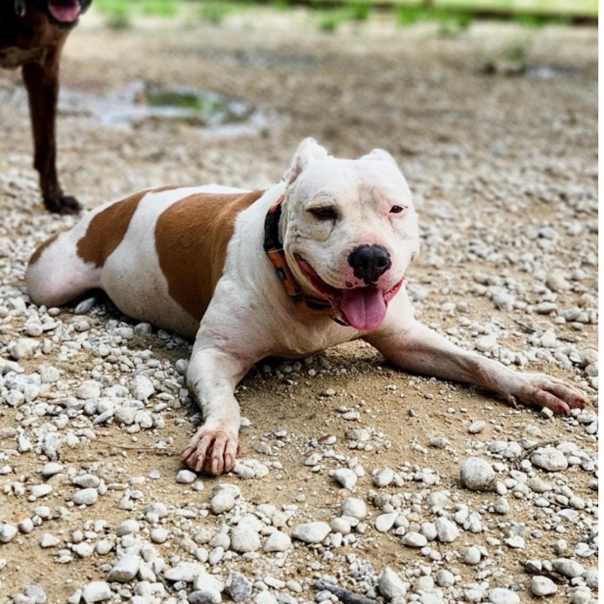 Nina, a Adoptable mixed breed in Oregon, OH image 4/6