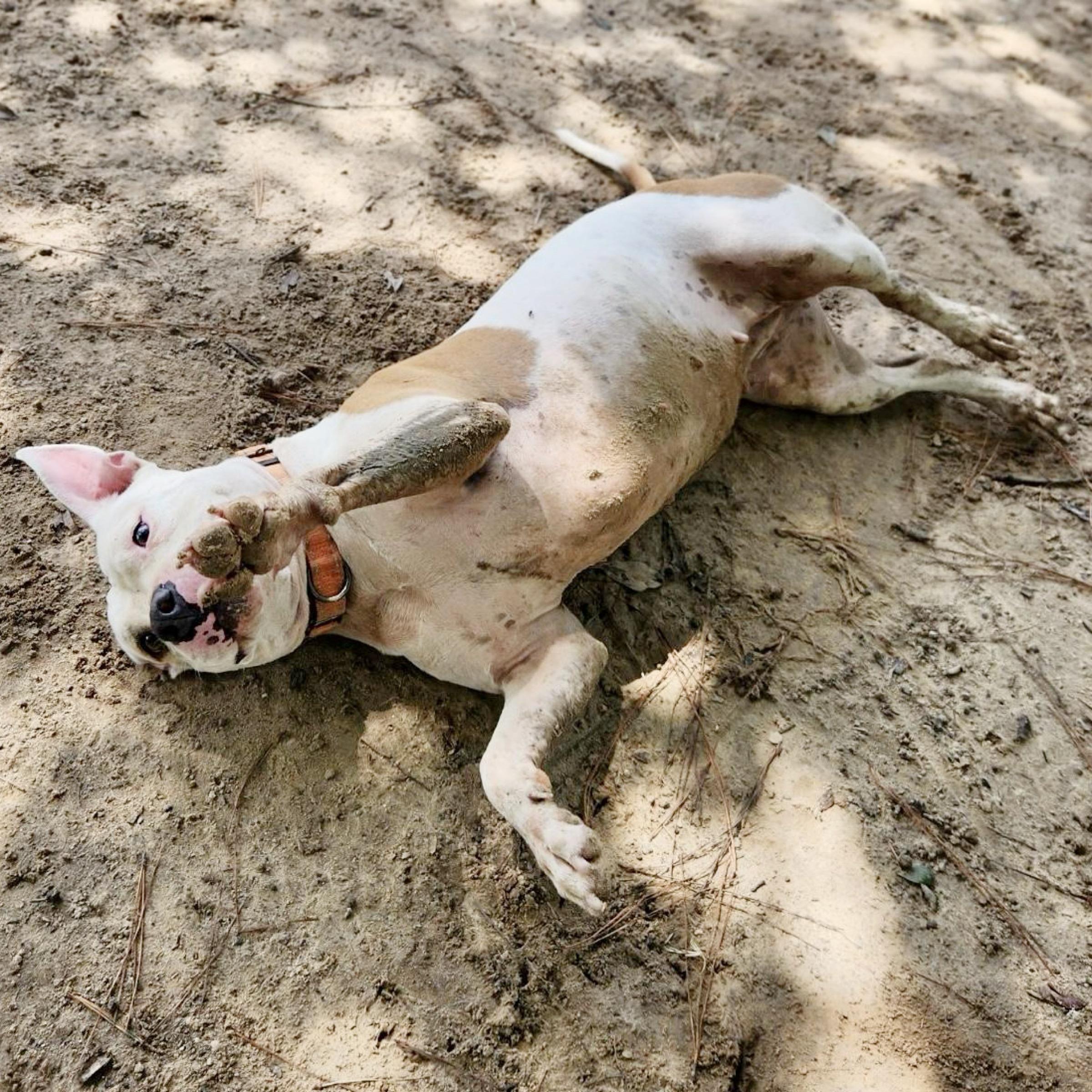 Nina, a Adoptable mixed breed in Oregon, OH image 5/6