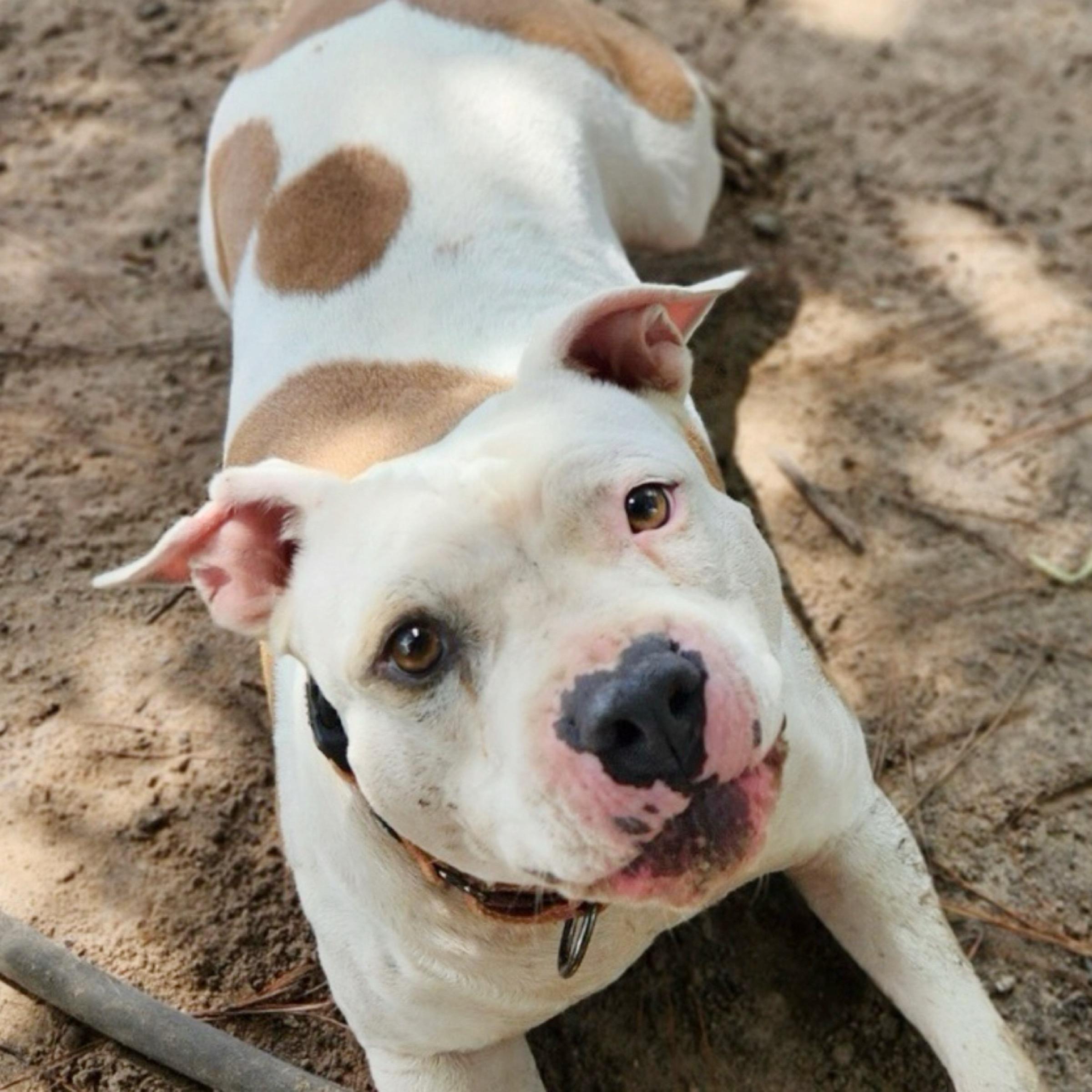 Nina, a Adoptable mixed breed in Oregon, OH image 2/6