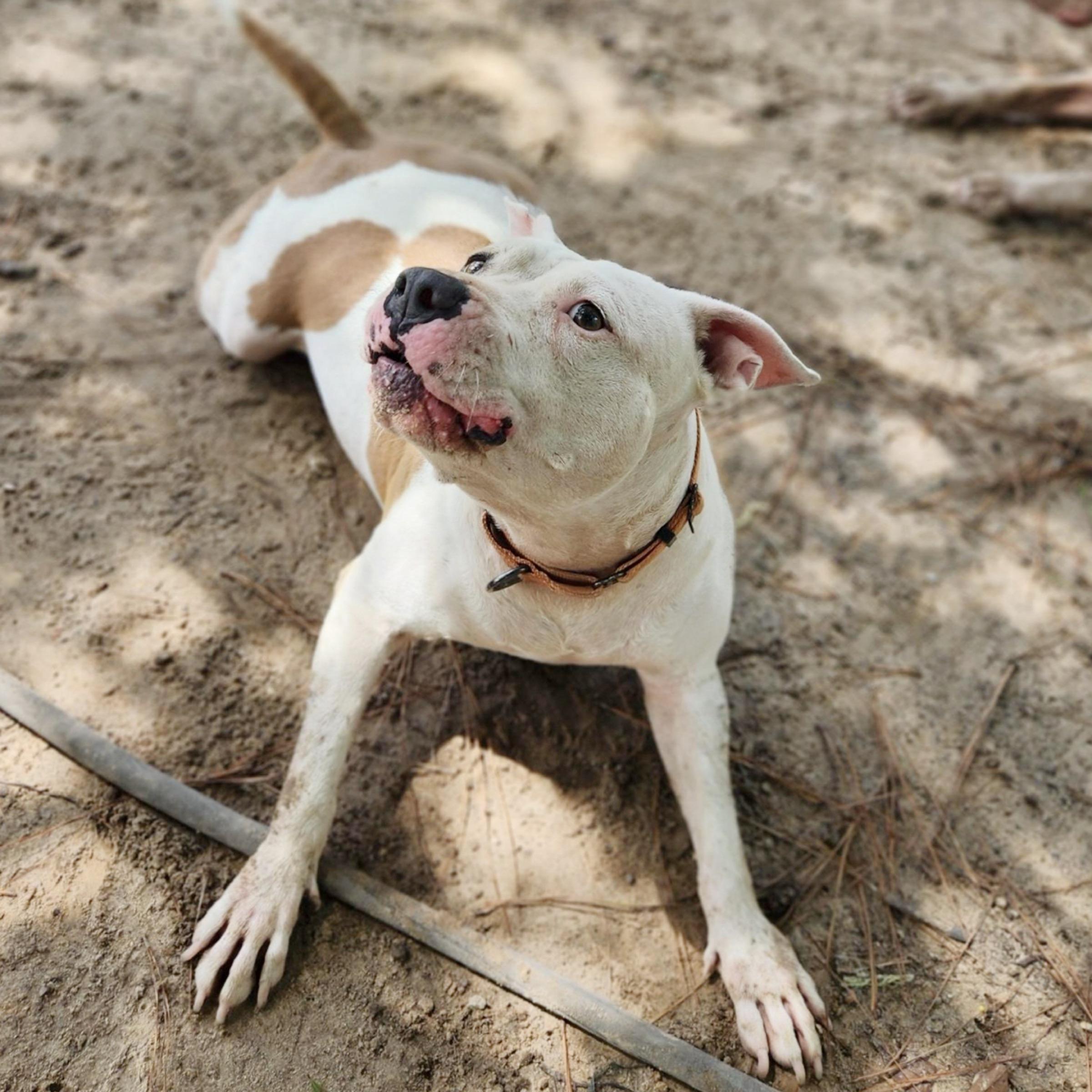 Nina, a Adoptable mixed breed in Oregon, OH image 3/6