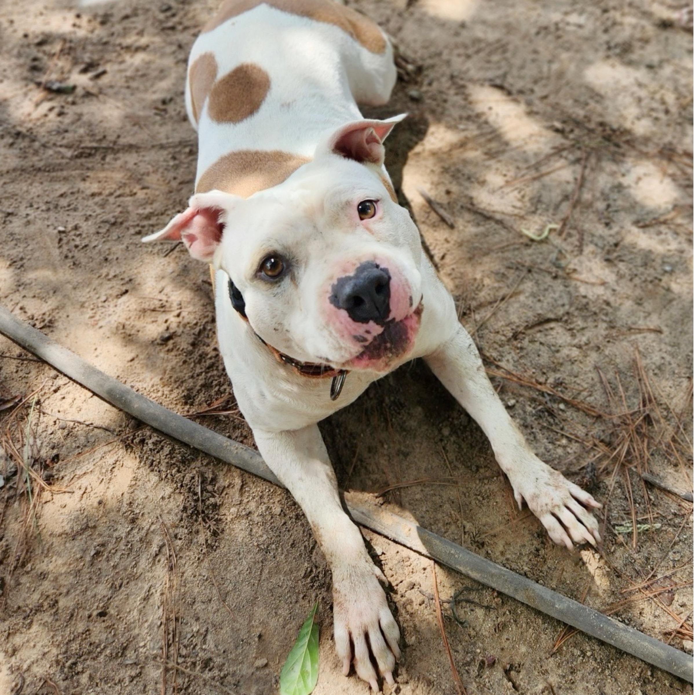 Nina, a Adoptable mixed breed in Oregon, OH image 1/6