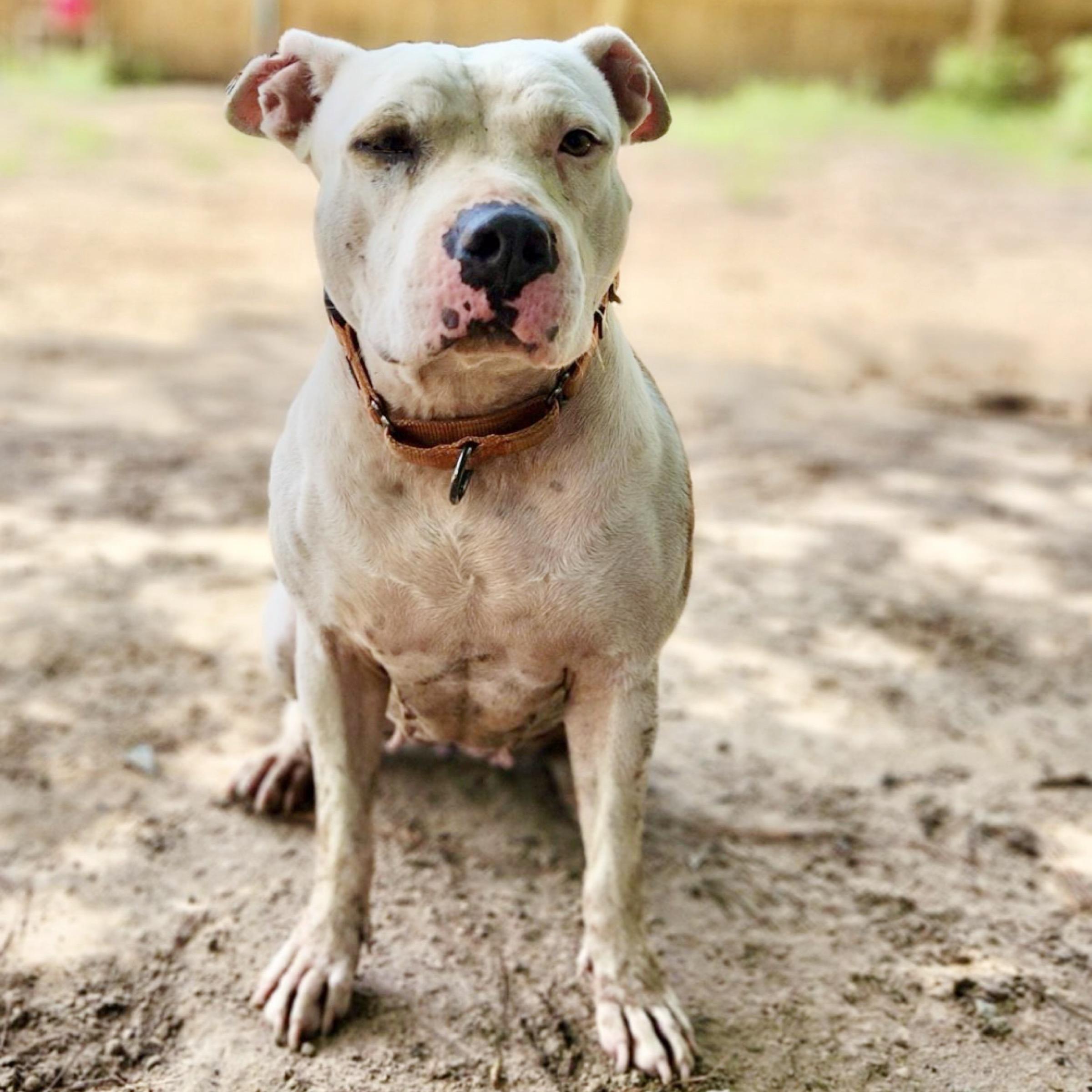Nina, a Adoptable mixed breed in Oregon, OH image 6/6