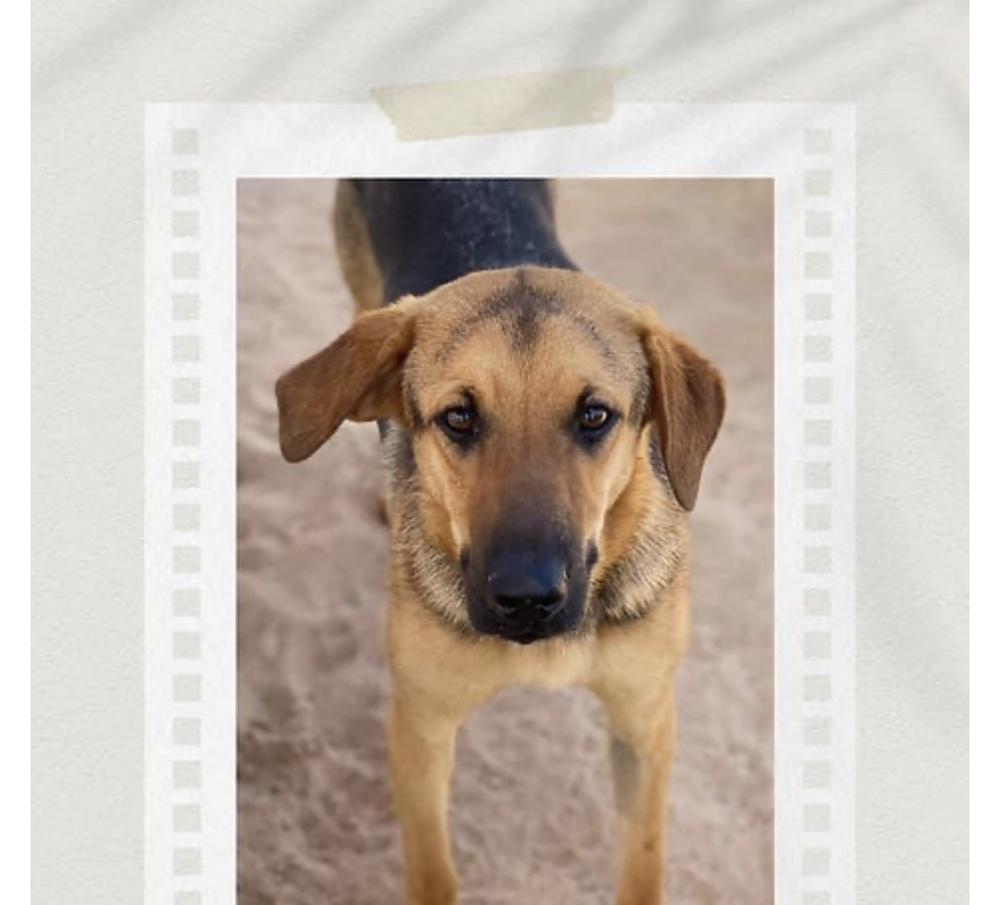 Enlarge Greta, a Adoptable mixed breed in Puerto Penasco, SON image 1/1