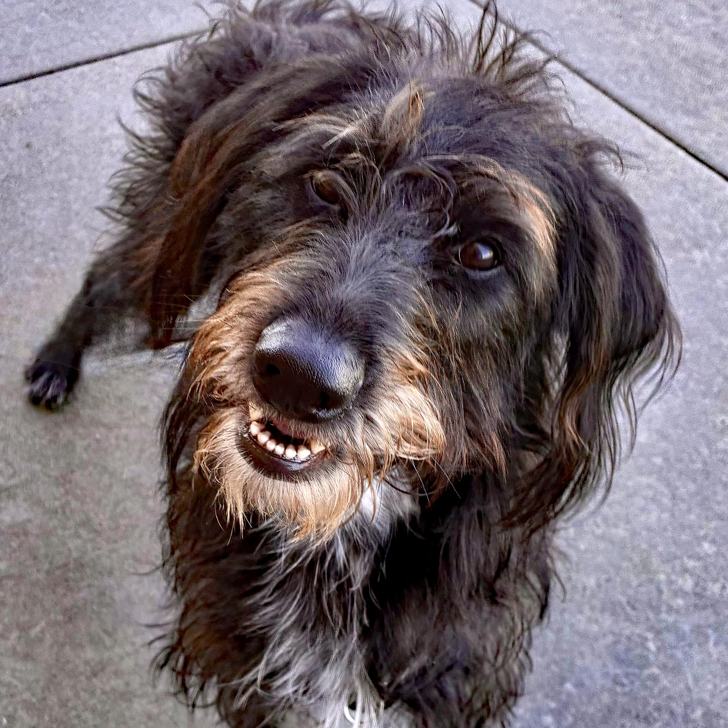 Enlarge Blackie, a Adoptable mixed breed in Oklahoma City, OK image 5/5