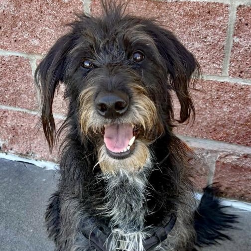 Enlarge Blackie, a Adoptable mixed breed in Oklahoma City, OK image 3/5