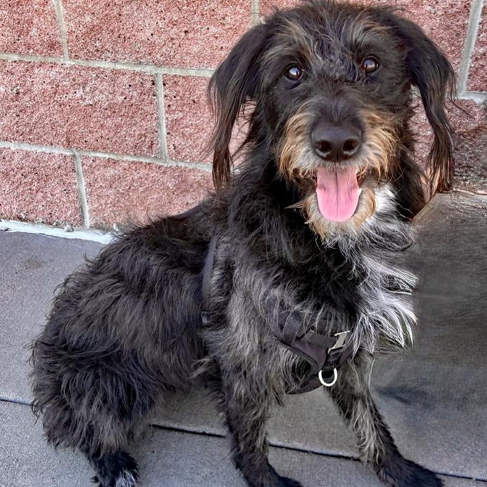 Enlarge Blackie, a Adoptable mixed breed in Oklahoma City, OK image 4/5