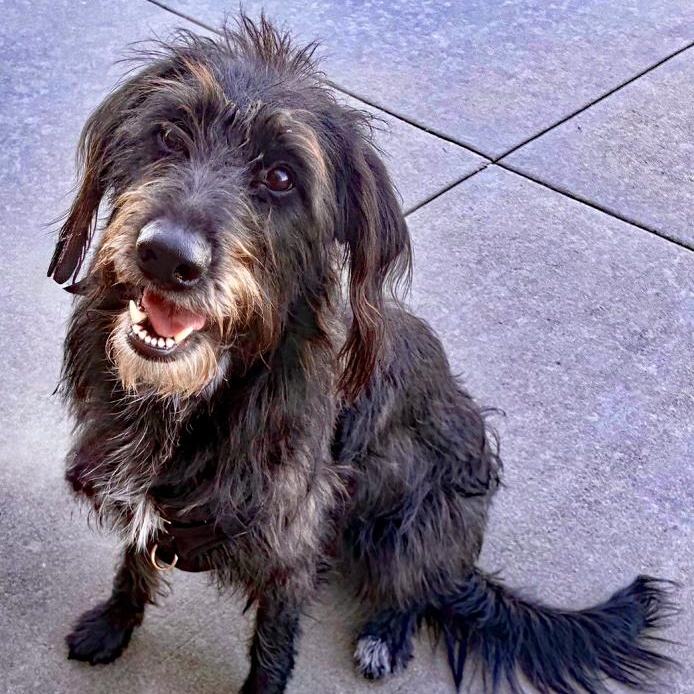 Enlarge Blackie, a Adoptable mixed breed in Oklahoma City, OK image 2/5