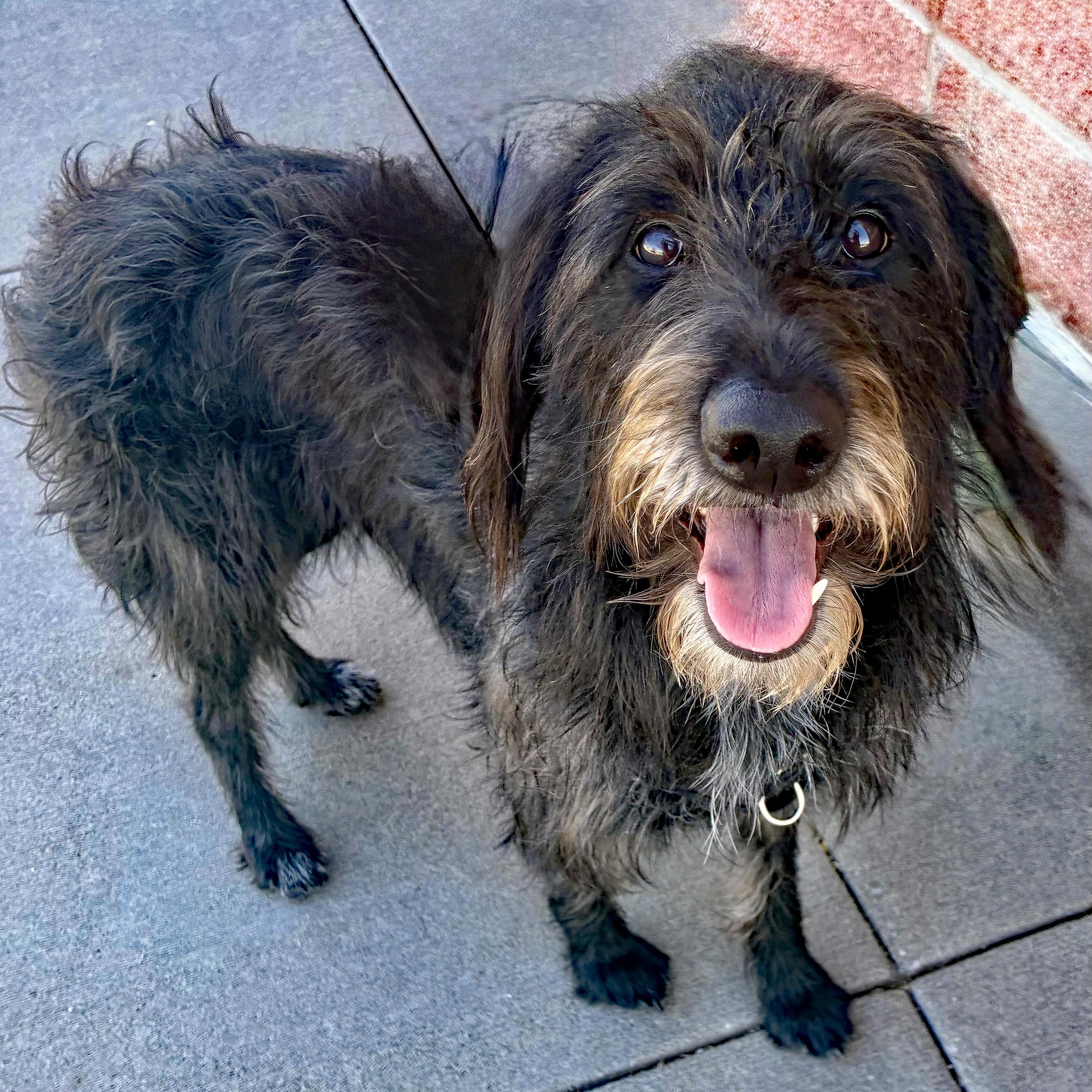 Enlarge Blackie, a Adoptable mixed breed in Oklahoma City, OK image 1/5