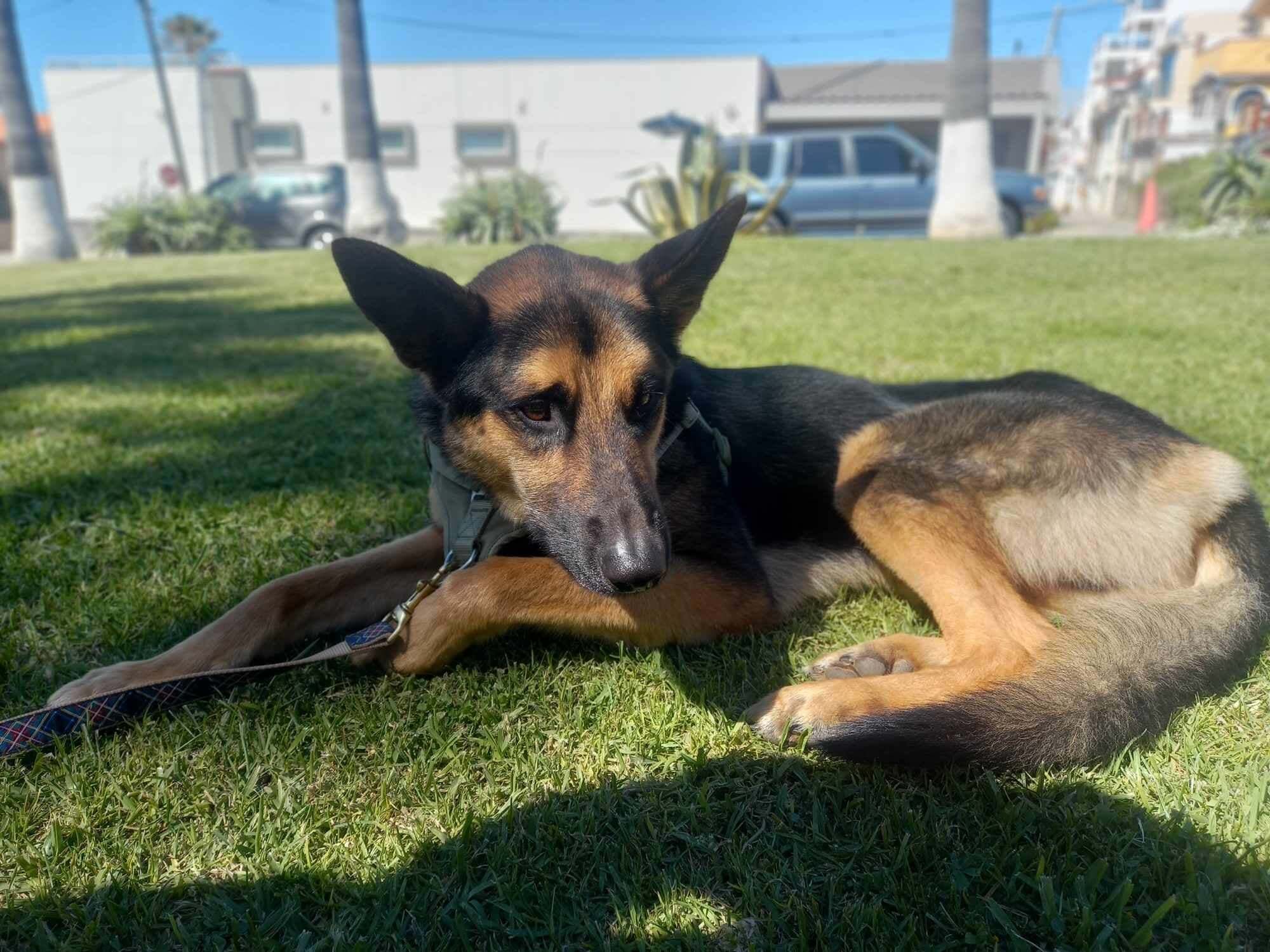 Dog for adoption Malibu, a German Shepherd Dog in La Mesa, CA Petfinder