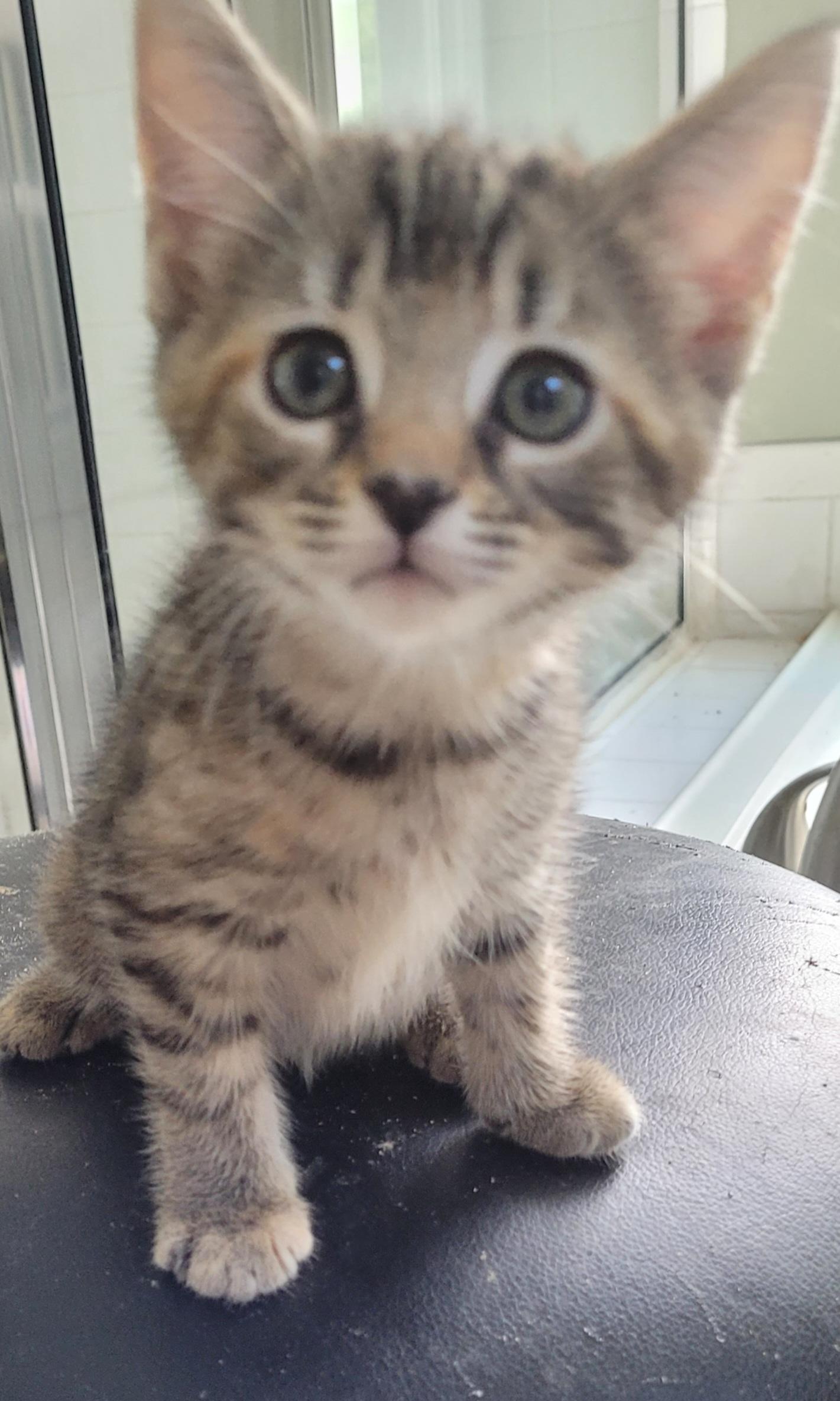 Enlarge Daffie, an adoptable Domestic Short Hair in Lawrenceville, GA image 1/3