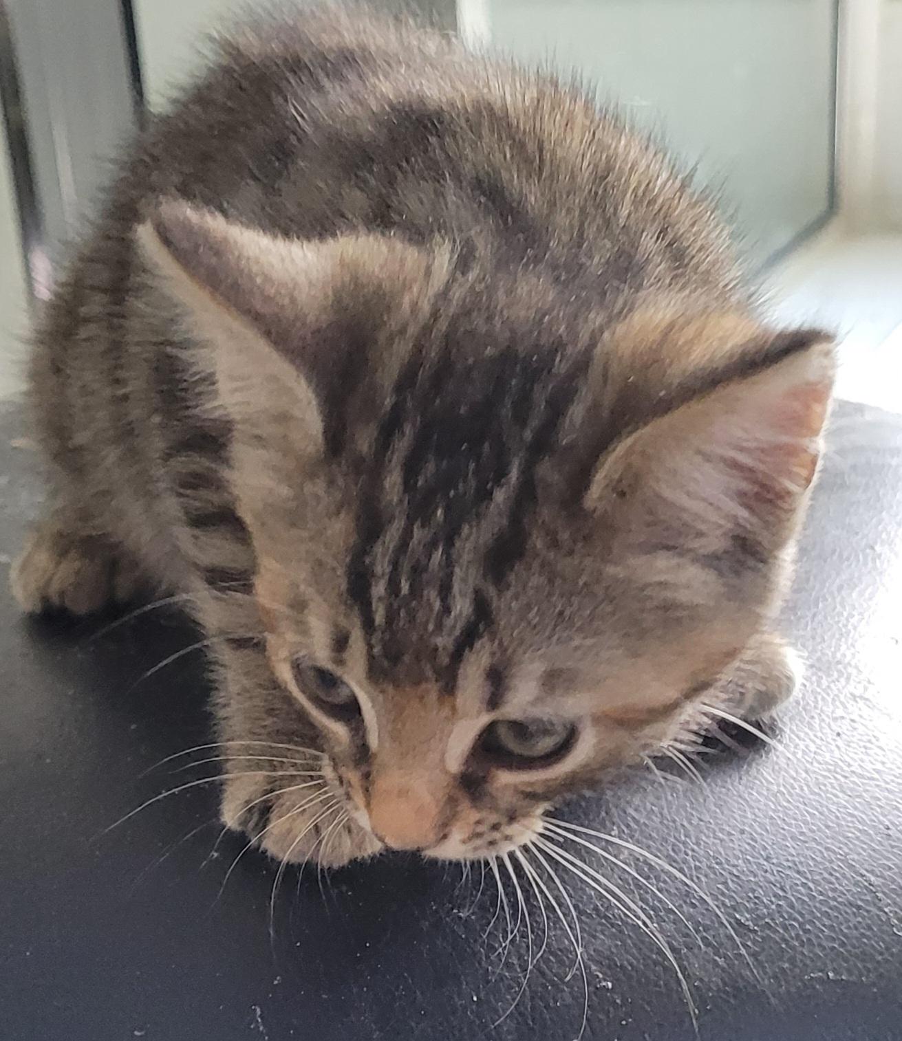 Enlarge Daffie, an adoptable Domestic Short Hair in Lawrenceville, GA image 2/3