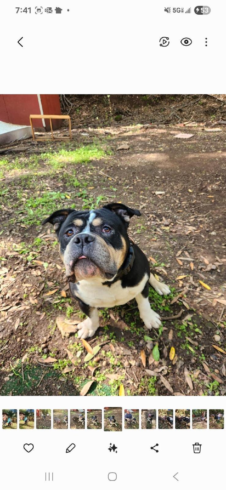 Ruckus, Adopted, Adult Male American Bully.