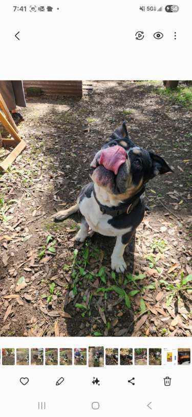 Ruckus, a Adopted American Bully in San Jose, CA image 2/5