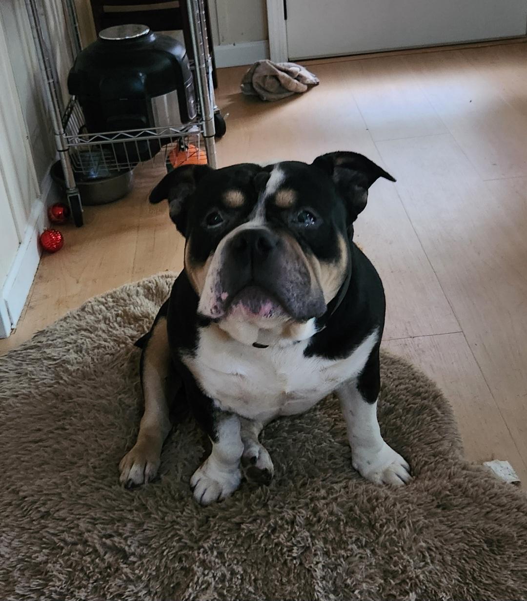 Ruckus, a Adopted American Bully in San Jose, CA image 3/5