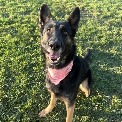 Slushy, a Adoptable mixed breed in Dubuque, IA image 1/2