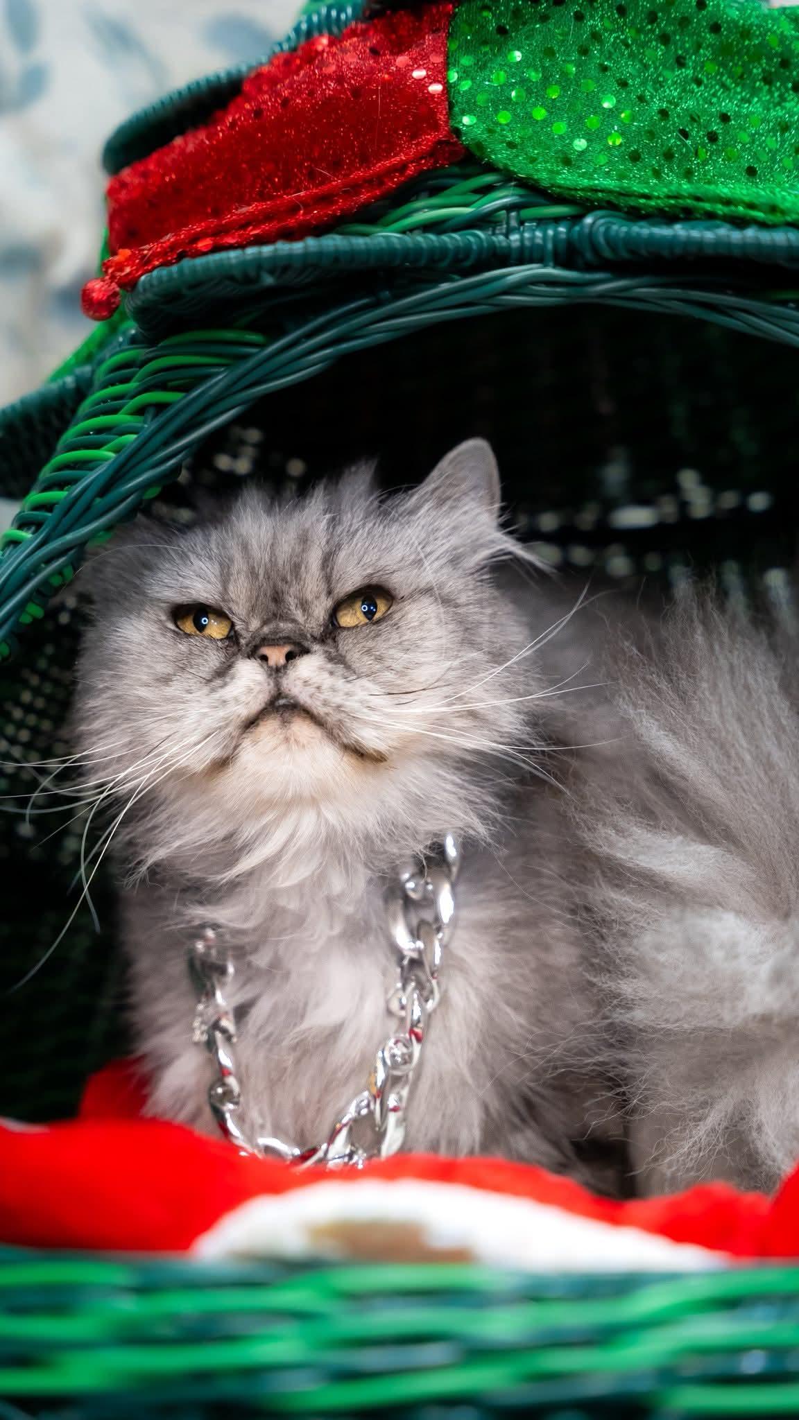Enlarge Rocky, a ADOPTABLE Persian in Alexandria, IN image 2/2