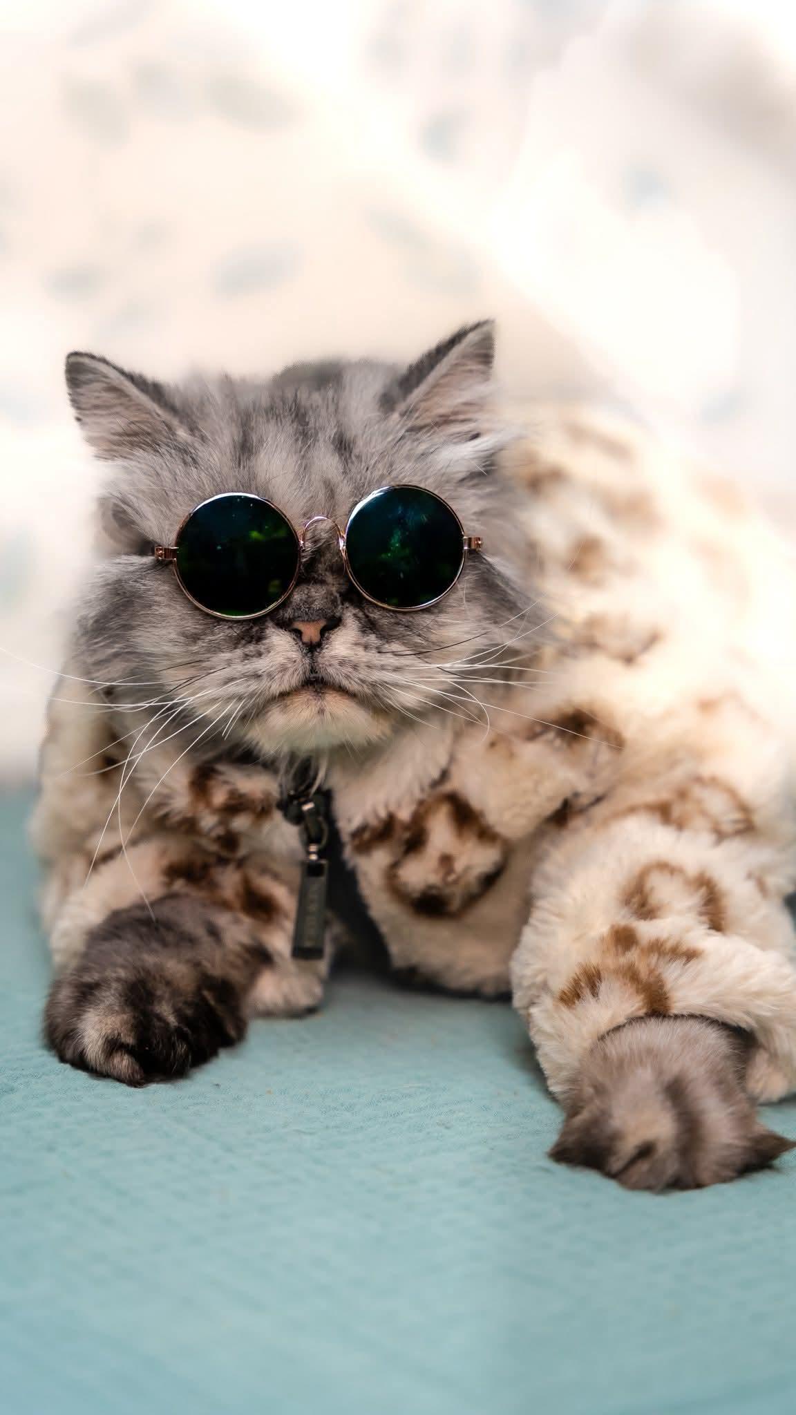 Enlarge Rocky, a ADOPTABLE Persian in Alexandria, IN image 1/2