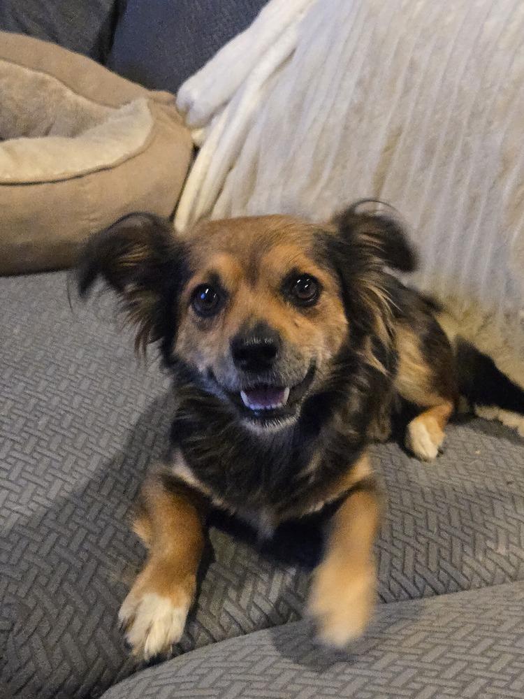 Harley, Adoptable, Adult Female Spaniel & Dachshund.