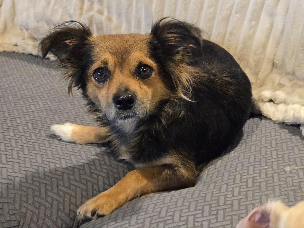 Enlarge Harley, a Adoptable mixed breed in Bend, OR image 4/6